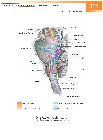 Sobotta Atlas of Human Anatomy  Head,Neck,Upper Limb Volume1 2006, page 308